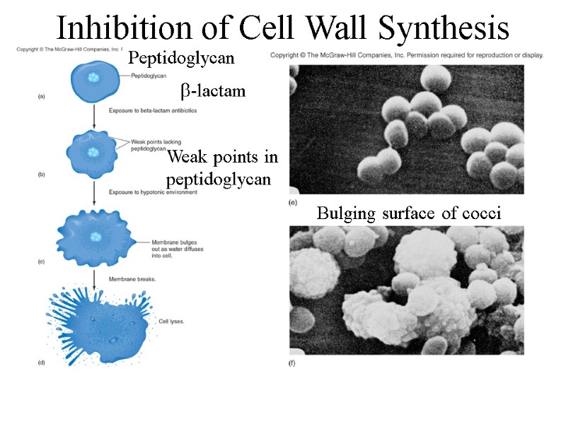 Inhibition of Cell Wall Synthesis Peptidoglycan b-lactam Bulging surface of cocci  Weak points